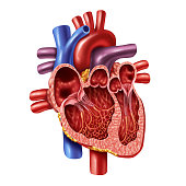 Human Heart Inner Anatomy