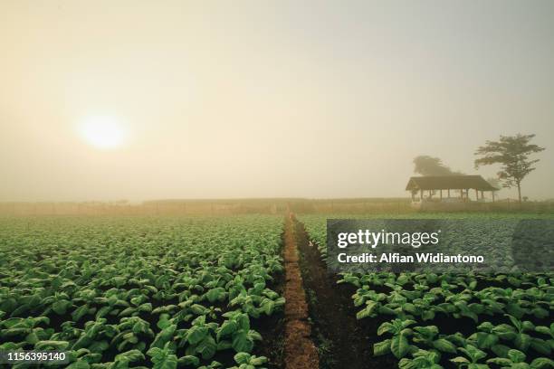 tobacco fields - tobacco growing stock pictures, royalty-free photos & images