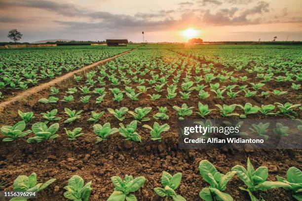 tobacco fields - produto relacionado com tabaco - fotografias e filmes do acervo