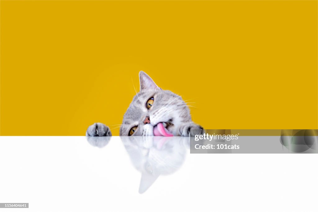 Big-eyed naughty obese cat licking the table