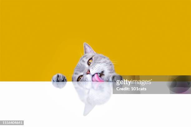 big-eyed naughty obese cat licking the table - licking stock pictures, royalty-free photos & images