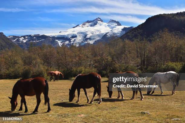 Horses graze in a field near the snow-capped Cerro Tronador extinct stratovolcano on March 31, 2019 in the Nahuel Huapi National Park near the...