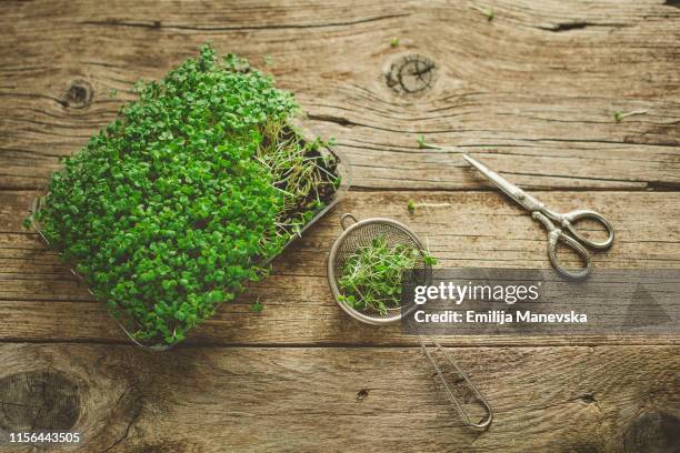 microgreens on wooden board - microgreen stock pictures, royalty-free photos & images