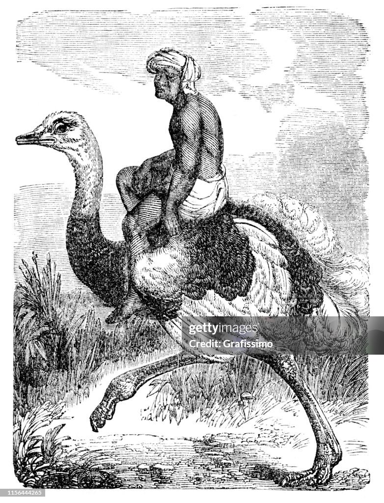 Arab man riding ostrich