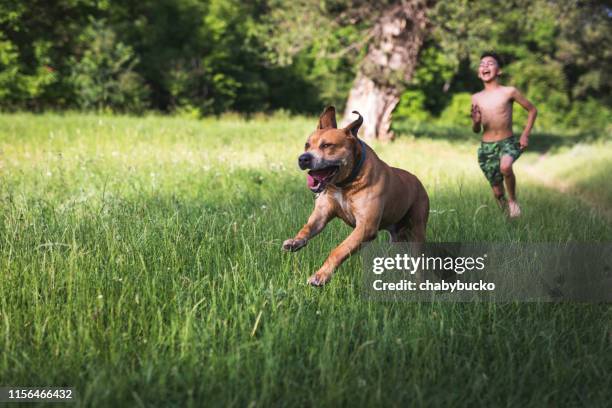 boy have fun with his dog - african pit bull stock pictures, royalty-free photos & images