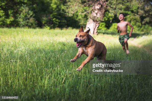男孩和他的狗玩得很開心 - runaway 個照片及圖片檔