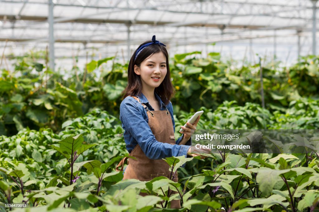 Farmer Controlling groenten in kas