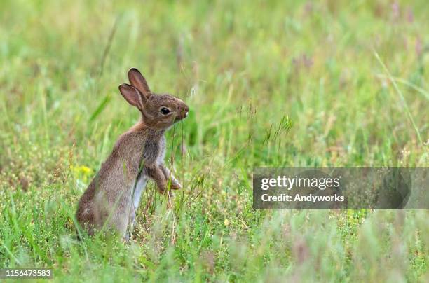 European Rabbit Hare 2,808 Hares Fur Stock Photos, High-Res Pictures, and Images - Getty Images