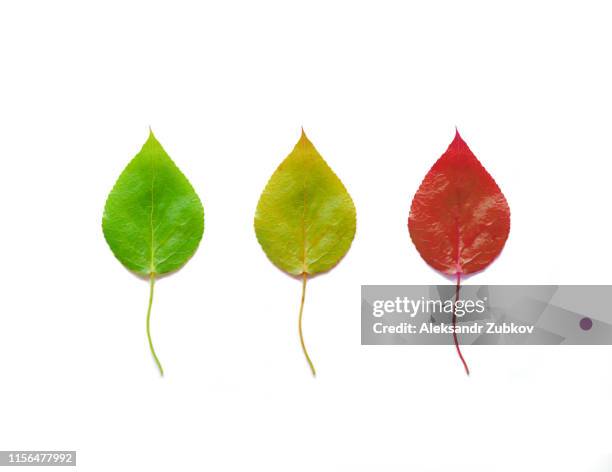 three poplar leaves isolated on white background, green, yellow and red. the concept of changing seasons. - poplar tree stock pictures, royalty-free photos & images