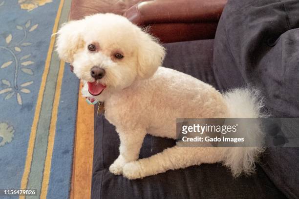 smiling bichon on chair - bichon frise stock pictures, royalty-free photos & images