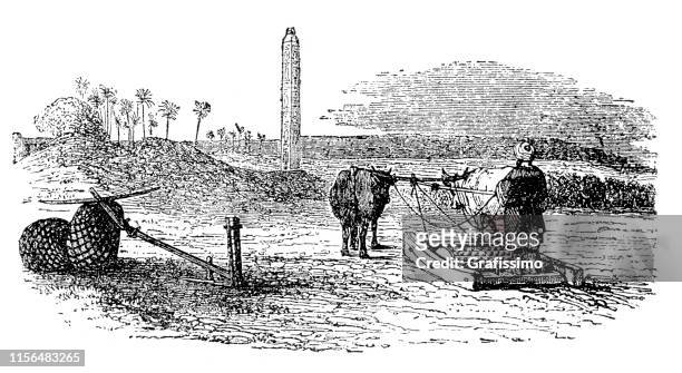 ilustraciones, imágenes clip art, dibujos animados e iconos de stock de hombre egipcio arar campo con vaca - obelisco de lúxor