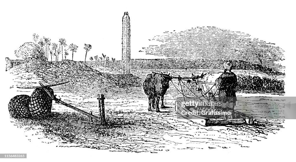 Egyptian man plowing field with cow