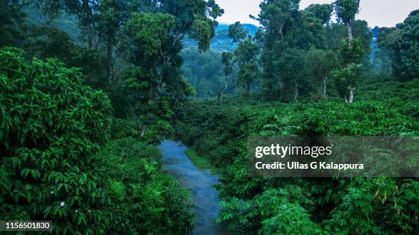 serene rainforest during monsoon season - kerala forest stock pictures, royalty-free photos & images