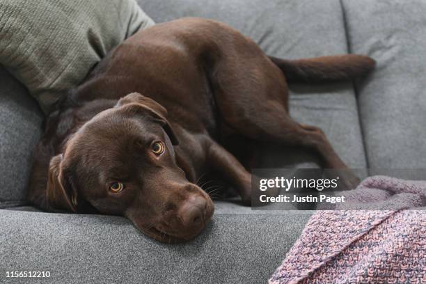 chocolate labrador looking up to camera - labrador retriever foto e immagini stock