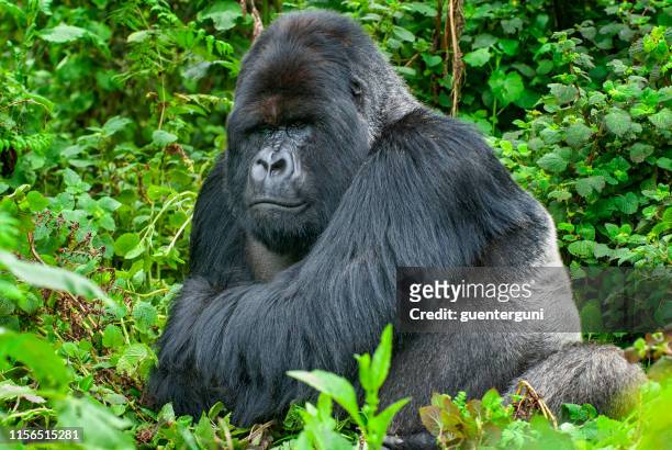 enorme gorilla di montagna silverback nella vita selvaggia - mountain gorilla foto e immagini stock