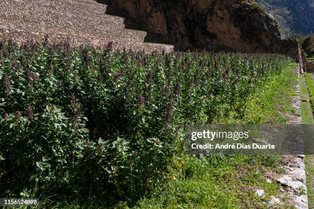 quinoa plantation in peru - quinoa stockfoto's en -beelden