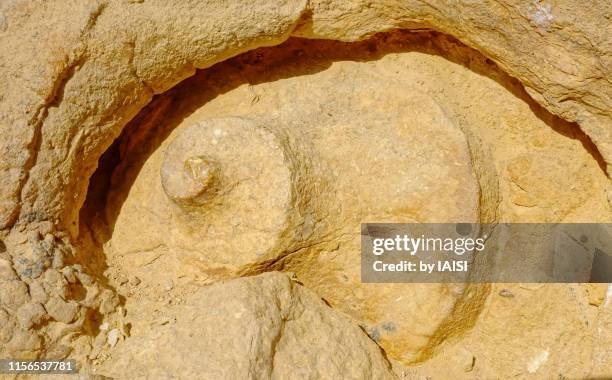 close-up of a big ammonite in the negev desert, makhtesh ramon - fossil site stock-fotos und bilder