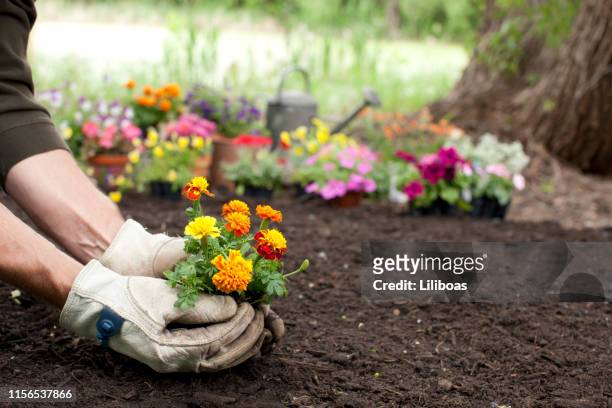 man tuinieren achtergrond - bloem plant stockfoto's en -beelden