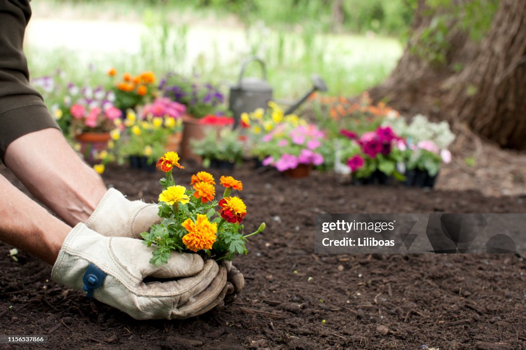 Man Gardening Background