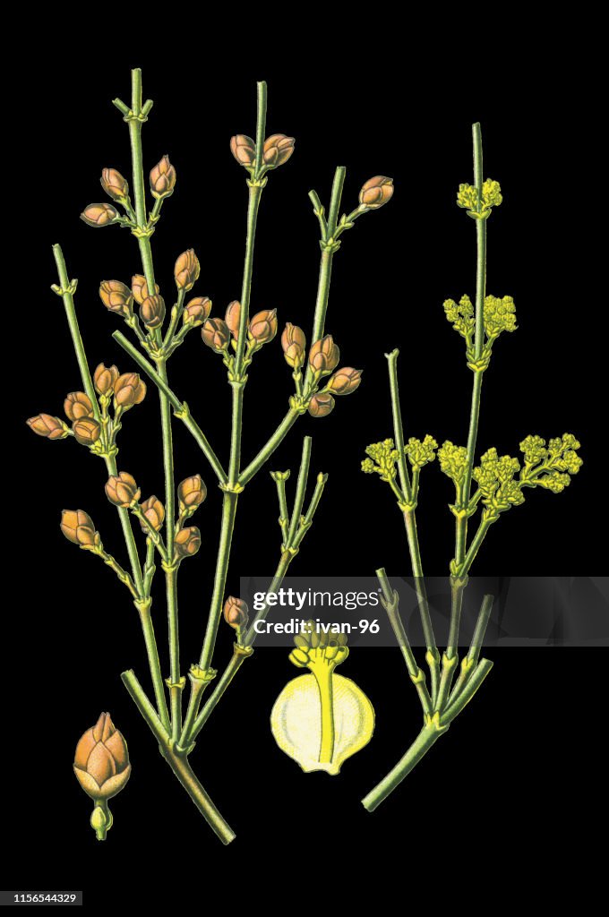 Ephedra
