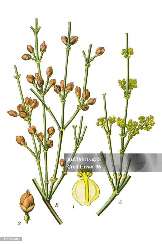 Ephedra