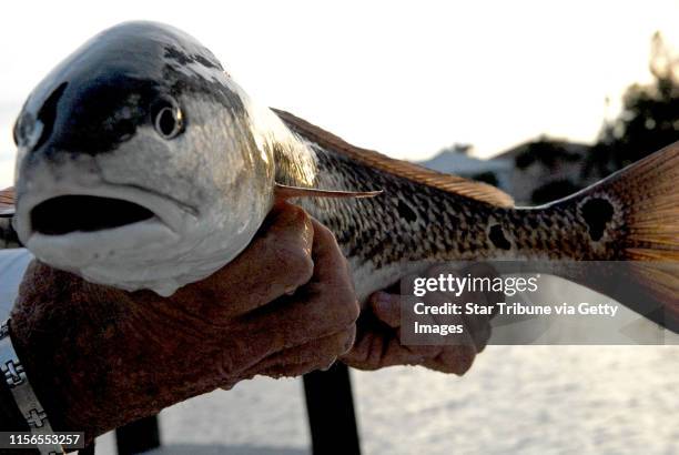 Like all ocean fish, the redfish is strong and is capable of crushing the crustaeans that provide a large part of its diet.