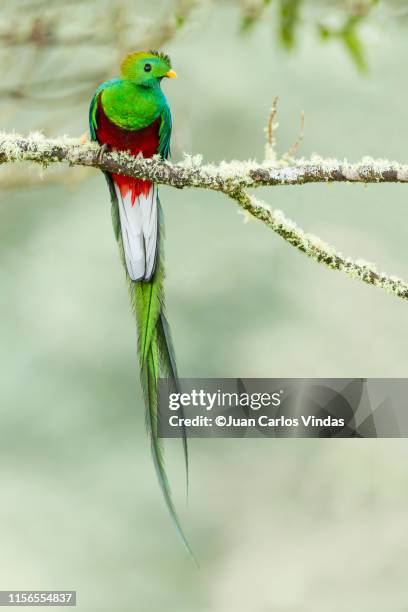 resplendent quetzal - quetzal stock pictures, royalty-free photos & images