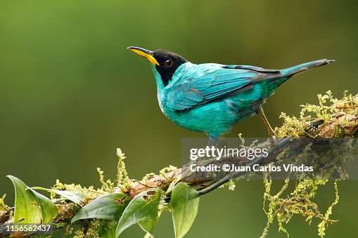 Green Honeycreeper High Res Stock Photo Getty Images green-honeycreeper-high-res-stock-photo-getty-images