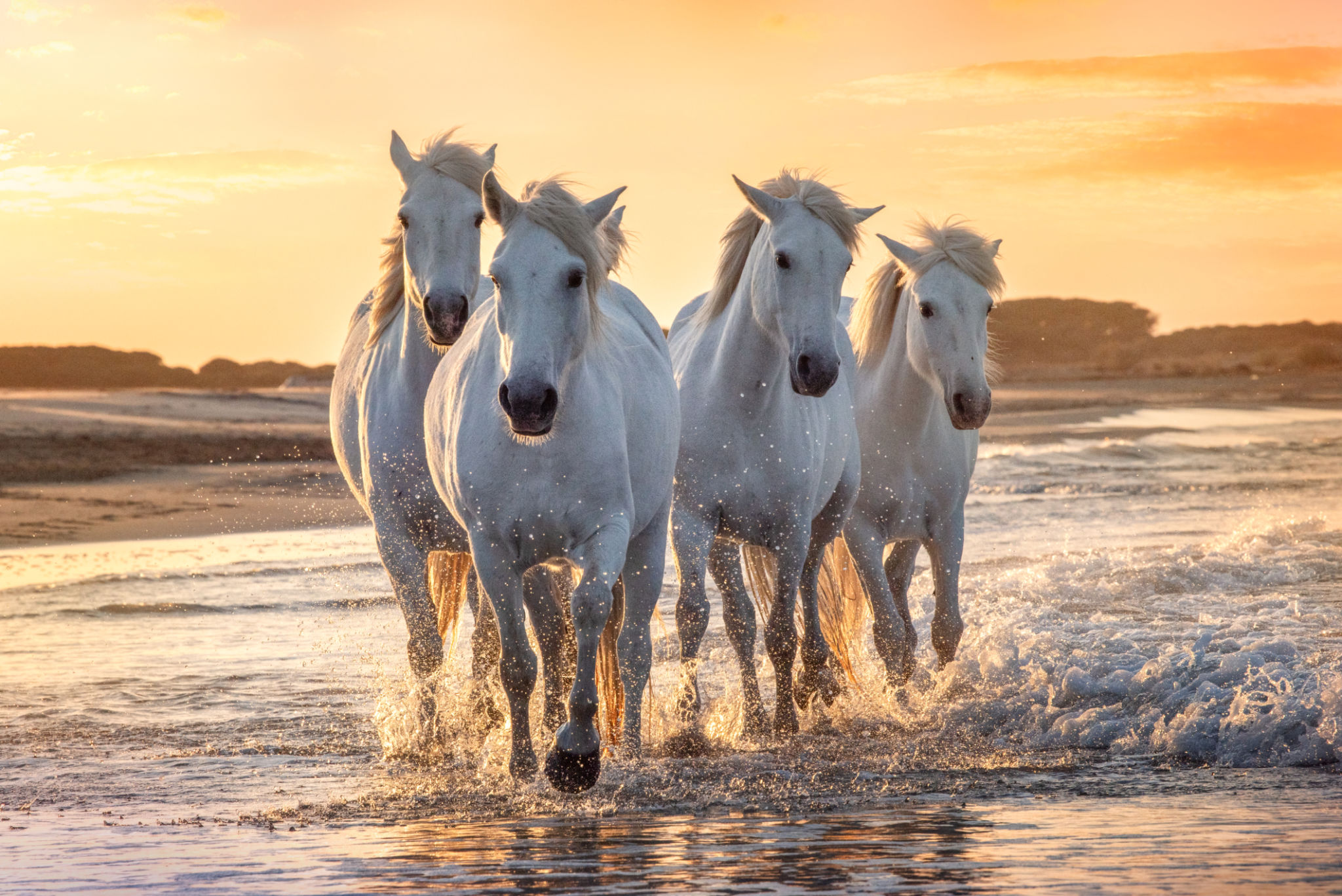 animal documentary