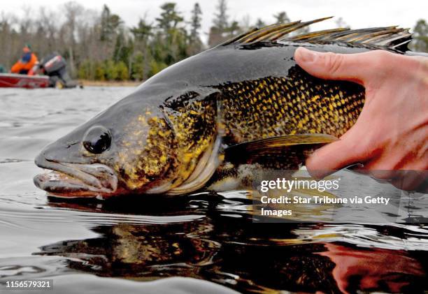 Dennis.anderson@startribune.com . 5/9/2009 .. FISHING OPENER ... A 6.5 pound walleye was released Saturday on Crane Lake, northeast of Orr, Minn.,...