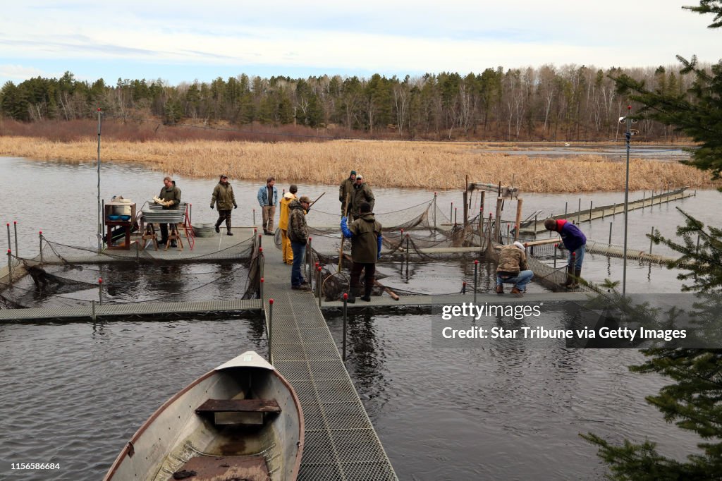 At the DNR walleye egg collection and fertilization station on the Pike River near Pequot Lakes, Minn., walleyes preparing to spawn swim upriver, right to left, and are directed into nets. The fish are then separated into males and females, and the female
