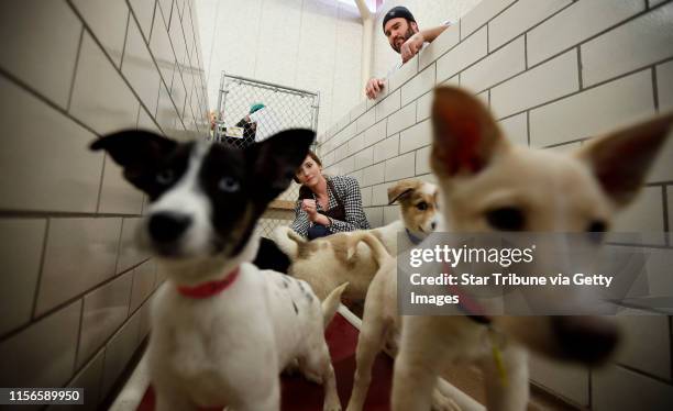 Minnesota Vikings center John Sullivan and his wife Ariel Sullivan played with puppies at the Animal Humane Society Tuesday November 18, 2014 in...