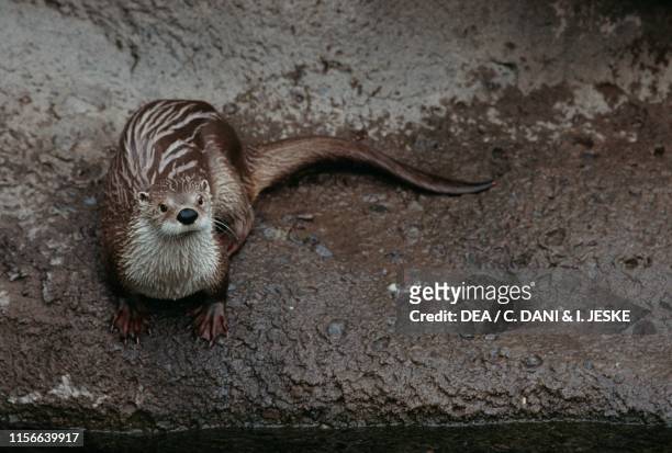 North American river otter .