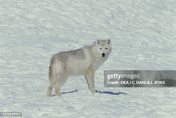 Arctic Wolves Spring Arctic Timber Wolf Photos and Premium High Res Pictures - Getty Images