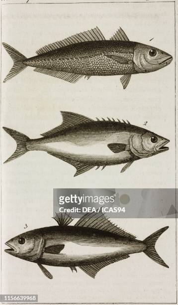 Horse mackrell, 2) Carance amia, 3) Leerfish, engraving by Giacomo Aliprandi, from Le opere di Buffon , by Georges-Louis Leclerc de Buffon and...