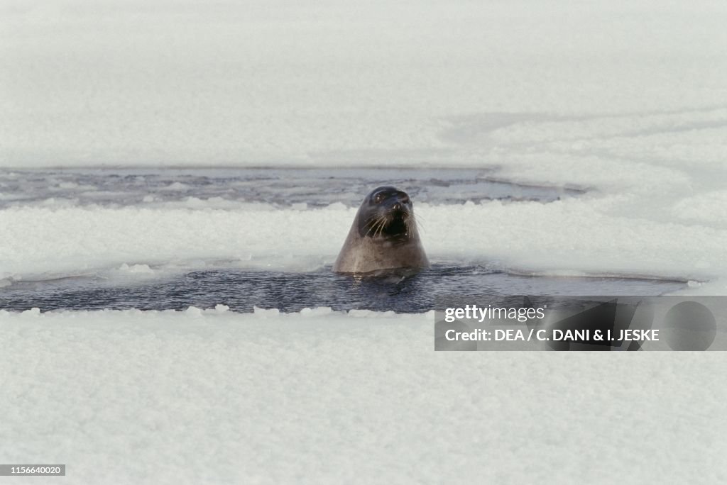 Harp seal, Magdalen Islands, Quebec