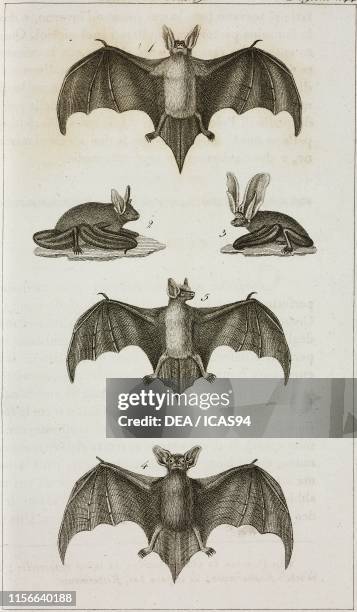Bat with wings spread, 2) Bat on his legs, 3) Long-Eared Bat, 4) Noctule Bat, 5) Serotine, engraving by Dala, from Le opere di Buffon , by...