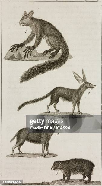 Aye-Aye, 2) Anonymous animal, 3) Daman Israel, 4) Alco, engraving by Giacomo Aliprandi, from Le opere di Buffon , by Georges-Louis Leclerc de Buffon...