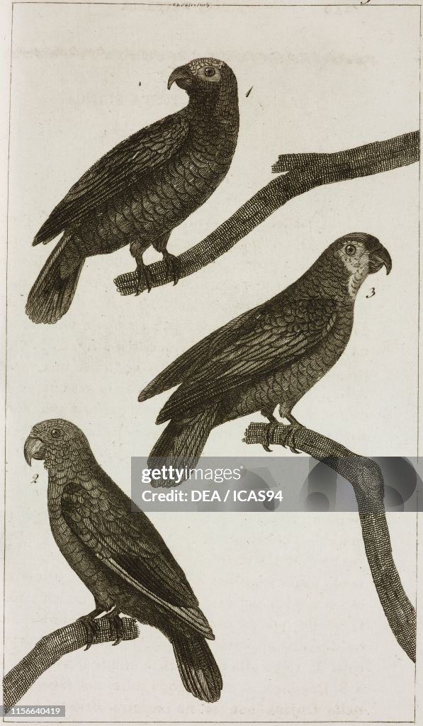 White-Headed Amazon, Yellow Amazon