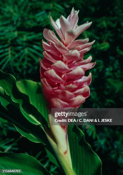 Red ginger , Costa Rica.