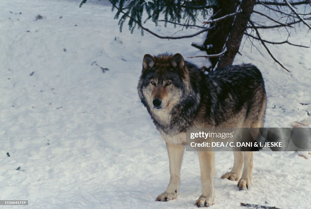 Wolf, Abitibi-Temiscamingue, Quebec, Canada