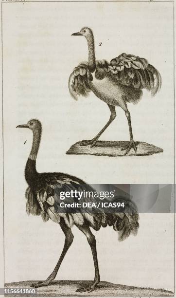 Ostrich, 2) Touyou, engraving by Giovanni Battista Torcellan, from Le opere di Buffon , by Georges-Louis Leclerc de Buffon and Bernard Germain de...
