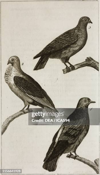 Palombo, 2) Colombo Cravatta, 3) Colombo Polacco, Pigeons, engraving by Giacomo Aliprandi, from Le opere di Buffon , by Georges-Louis Leclerc de...