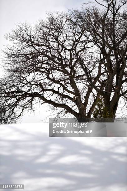 trees in the park or forest in the winter snow, japan - birch tree forest stock pictures, royalty-free photos & images