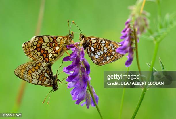 Heath fritillaries on flowers, Dolomites, Trentino-Alto Adige, Italy.