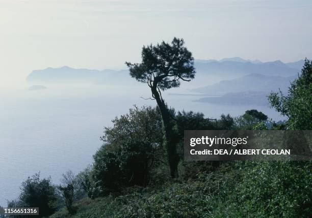 Trees and vegetation along the coast near Cabo Machichaco, towards Bermeo, Biscay, Basque Country, Spain.