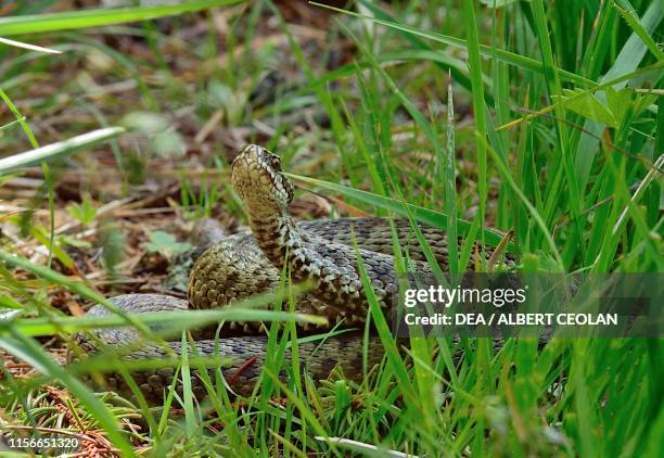Asp Snake R Asp Snake Photos and Premium High Res Pictures - Getty Images