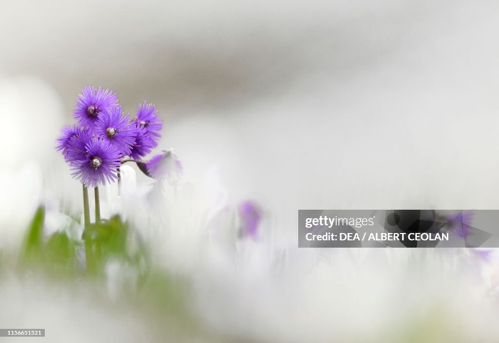 Flowers of Alpine snowbell, Dolomites
