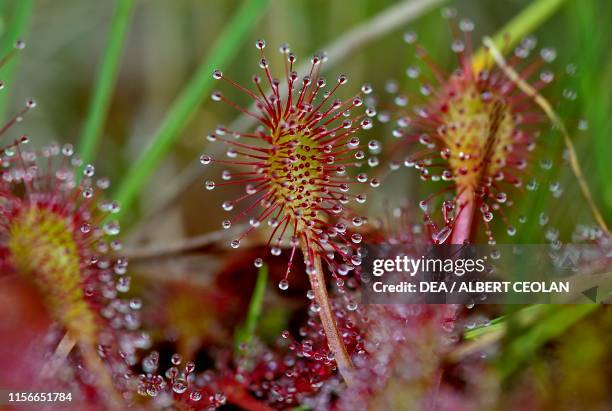 Carnivorous plant , Dolomites, Trentino-Alto Adige, Italy.