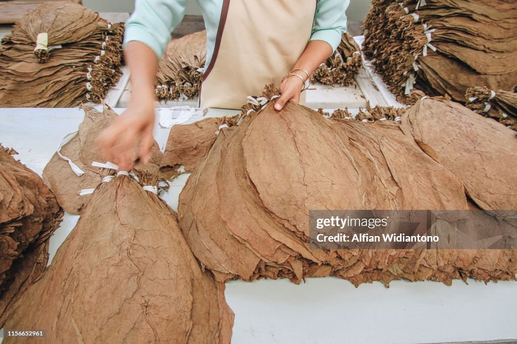tobacco sorting Prints of Tobacco, 1926 Sorting Tobacco Leaf High-Res Stock